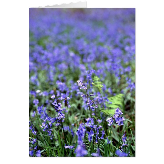 Bluebells Hälsningskort (Framsidan)