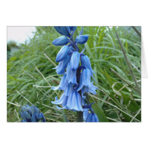Bluebells Hälsningskort
