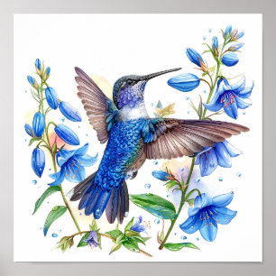 Bluebells Hummingbird Watercolor Skriv ut Poster