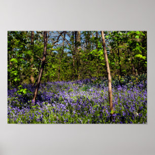 Bluebells i skogen Poster