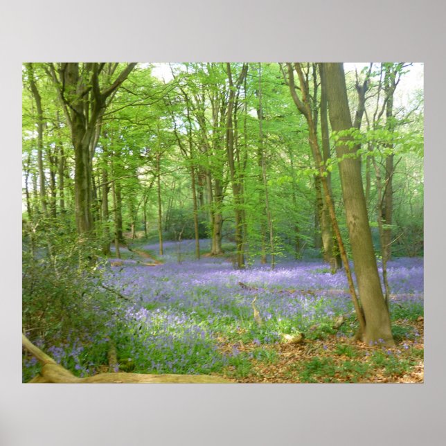 Bluebells i Skogen Poster (Framsidan)