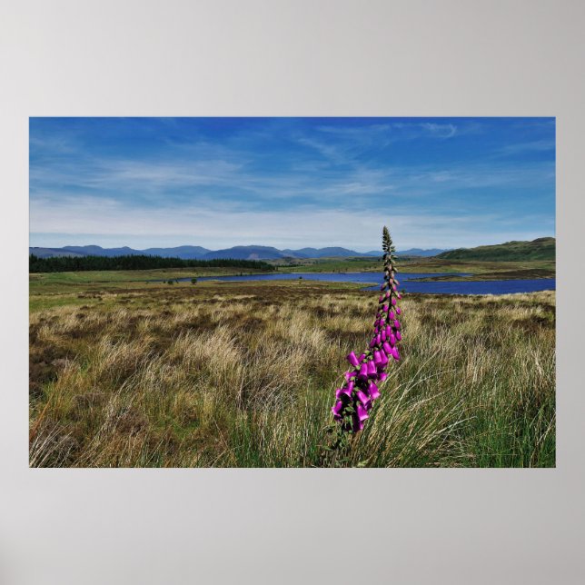Bluebells i Skottland Poster (Framsidan)