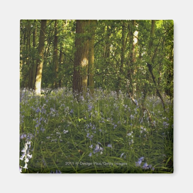 Bluebells in a Forest Magnet (Framsidan)