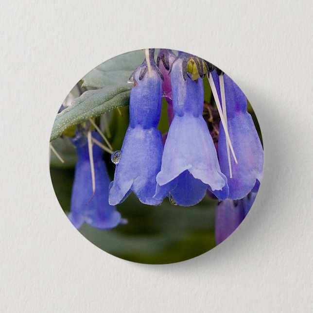 Bluebells Knapp (Framsida)