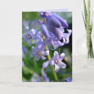 Bluebells Kort