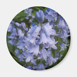 Bluebells Magnet