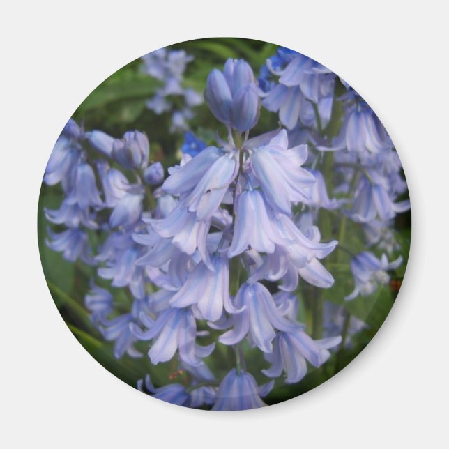 Bluebells Magnet (Framsidan)