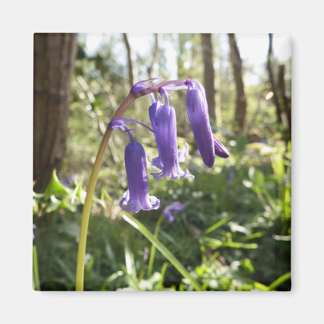Bluebells Magnet (Framsidan)