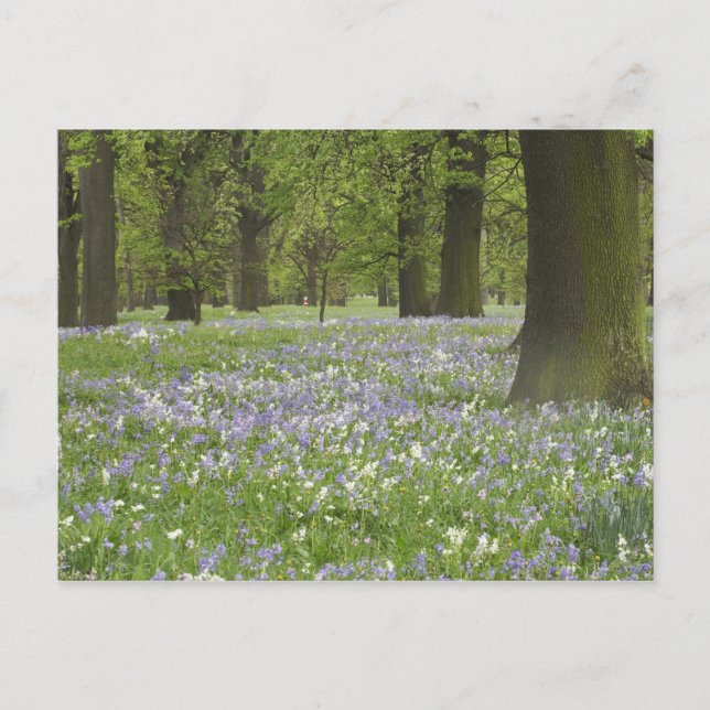 Bluebells och Oak Träd i Vår, Little Hagley Vykort (Framsida)