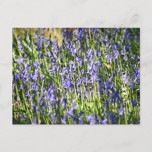 Bluebells Vykort (Framsida)
