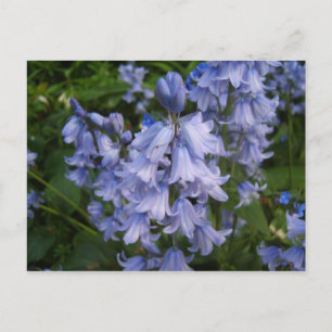 Bluebells Vykort