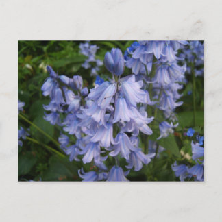 Bluebells Vykort