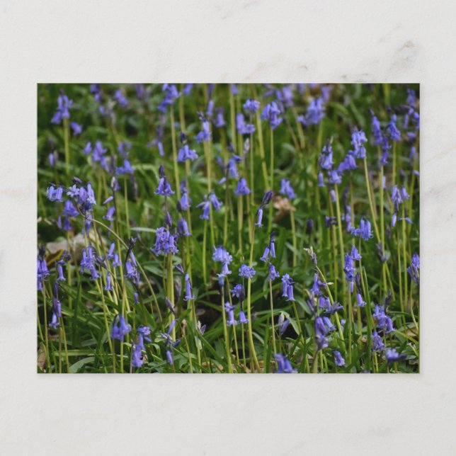 Bluebells Vykort (Framsida)