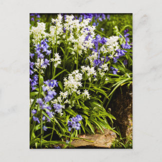 Bluebells Vykort