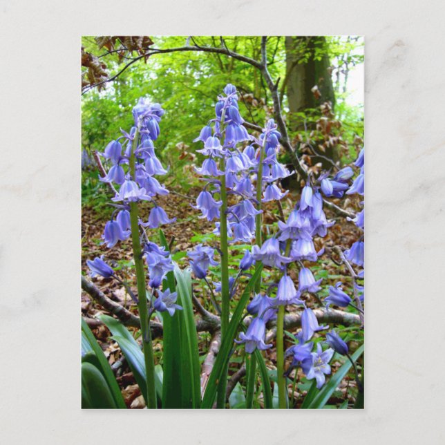 BLUEBELLS ~ vykort (Framsida)
