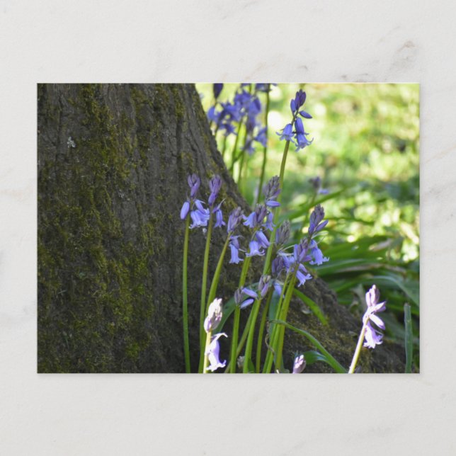 Bluebells  vykort (Framsida)