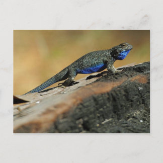 BlueBelly Lizard Vykort