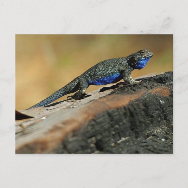 BlueBelly Lizard Vykort (Framsida)