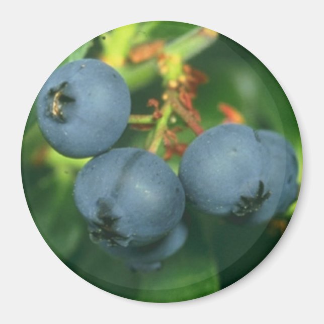 BLUEBERRIES MAGNET (Framsidan)