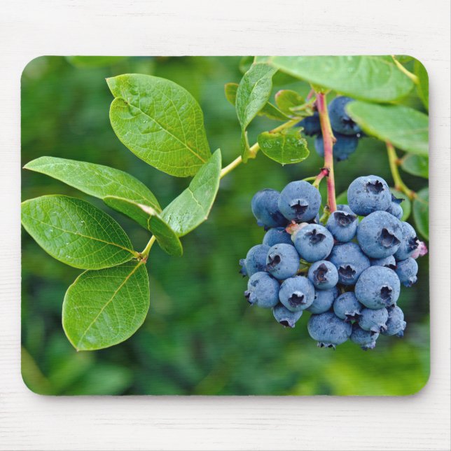 Blueberry Bush Musmatta (Framsidan)