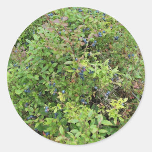 Blueberry Bush Runt Klistermärke
