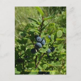 Blueberry Bush, Unalaska Island Vykort