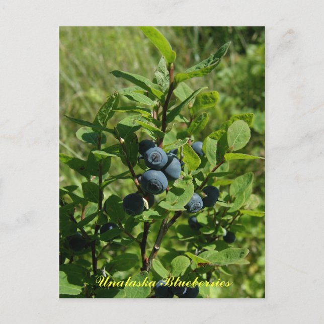 Blueberry Bush, Unalaska Island Vykort (Framsida)