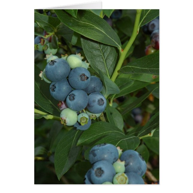 BLUEBERRY HÄLSNINGSKORT (Framsidan)