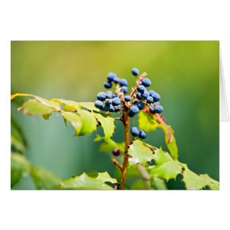 Blueberry II OBS Kort