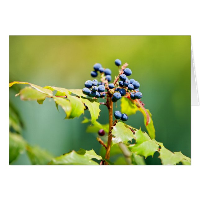 Blueberry II OBS Kort (Framsidan Horizontal)