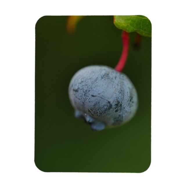 Blueberry Magnet (Vertikal)