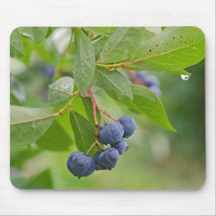 Blueberry Rain Musmatta