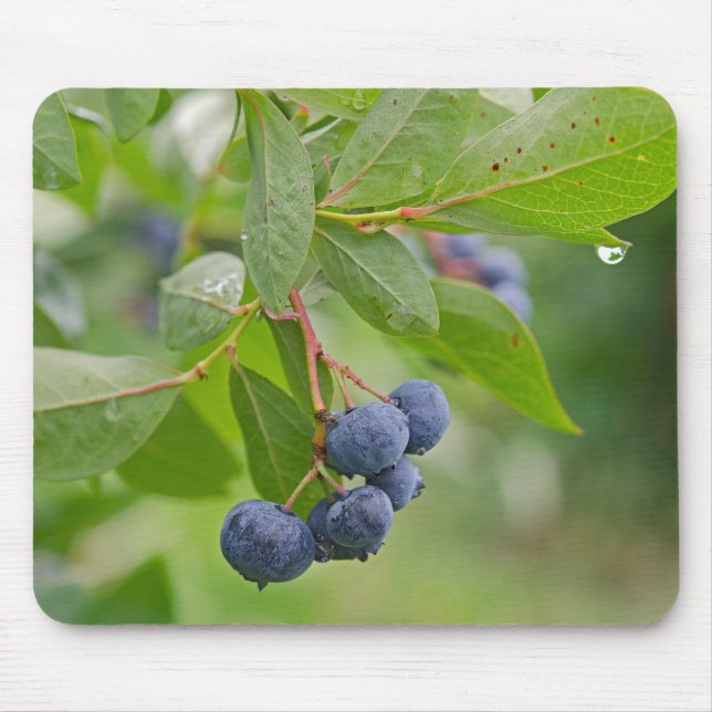 Blueberry Rain Musmatta (Framsidan)