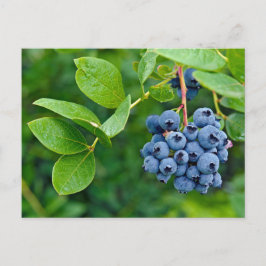 Blueberry Skörd Vykort