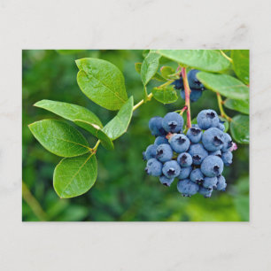 Blueberry Skörd Vykort