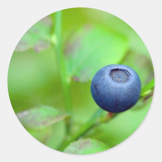 Blueberry Sticker Runt Klistermärke (Framsida)