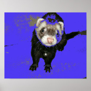 Blueberry Sylt Ferret Poster