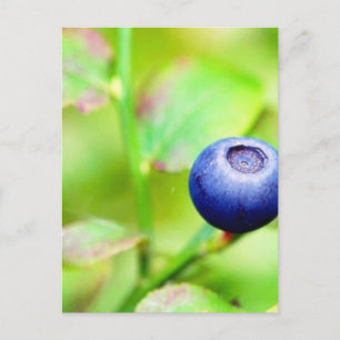 Blueberry Vykort