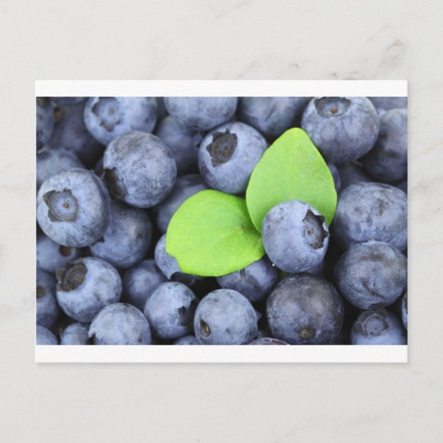 BLUEBERRY VYKORT (Framsida)