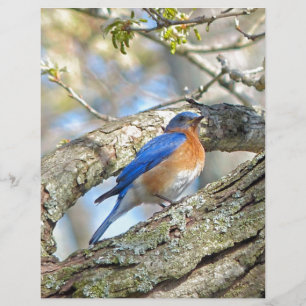 Bluebird