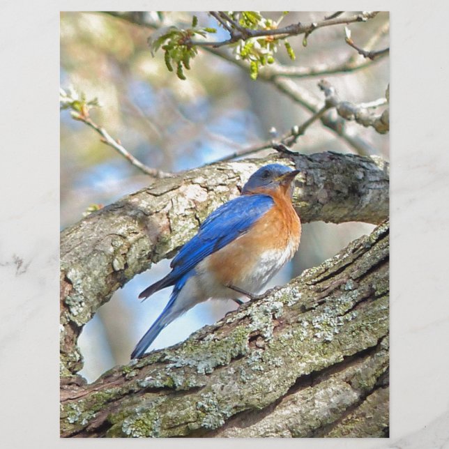 Bluebird (Framsida)