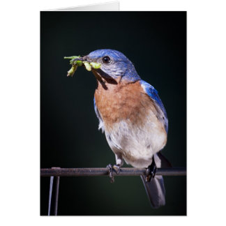 bluebird2 hälsningskort