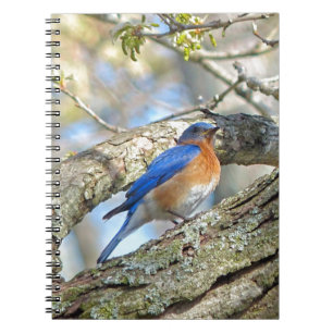 Bluebird Anteckningsbok