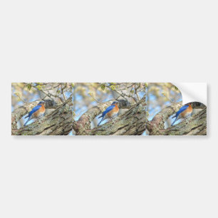 Bluebird Bildekal