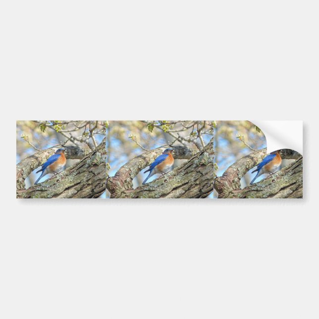 Bluebird Bildekal (Framsidan)