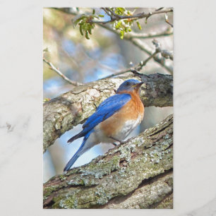 Bluebird Brevpapper