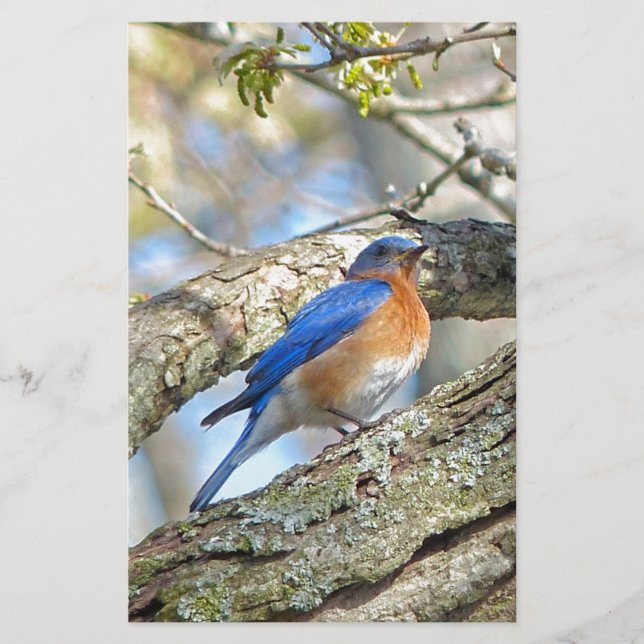 Bluebird Brevpapper (Framsida)
