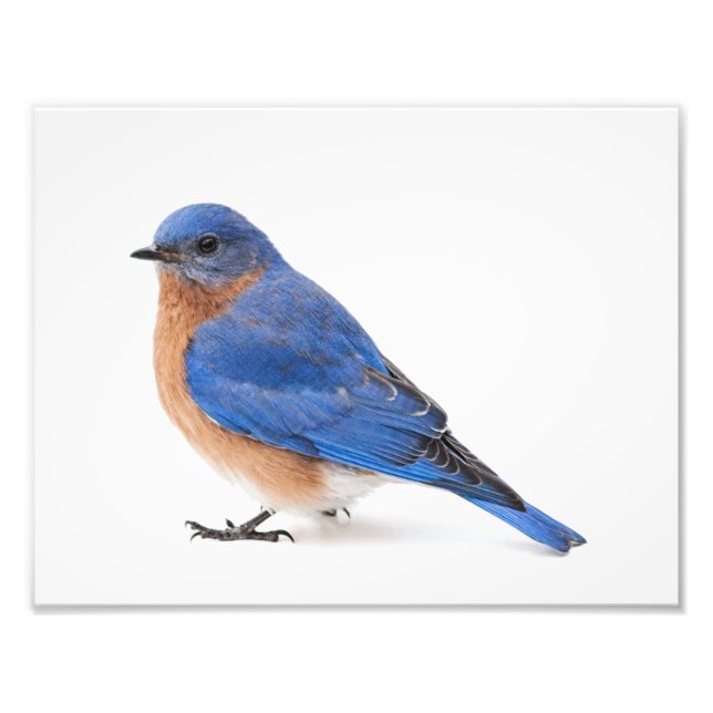 Bluebird Fototryck (Framsidan)