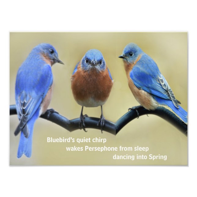 Bluebird Haiku Poster (Framsidan)