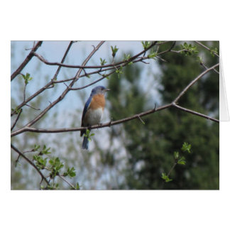 Bluebird Hälsningskort